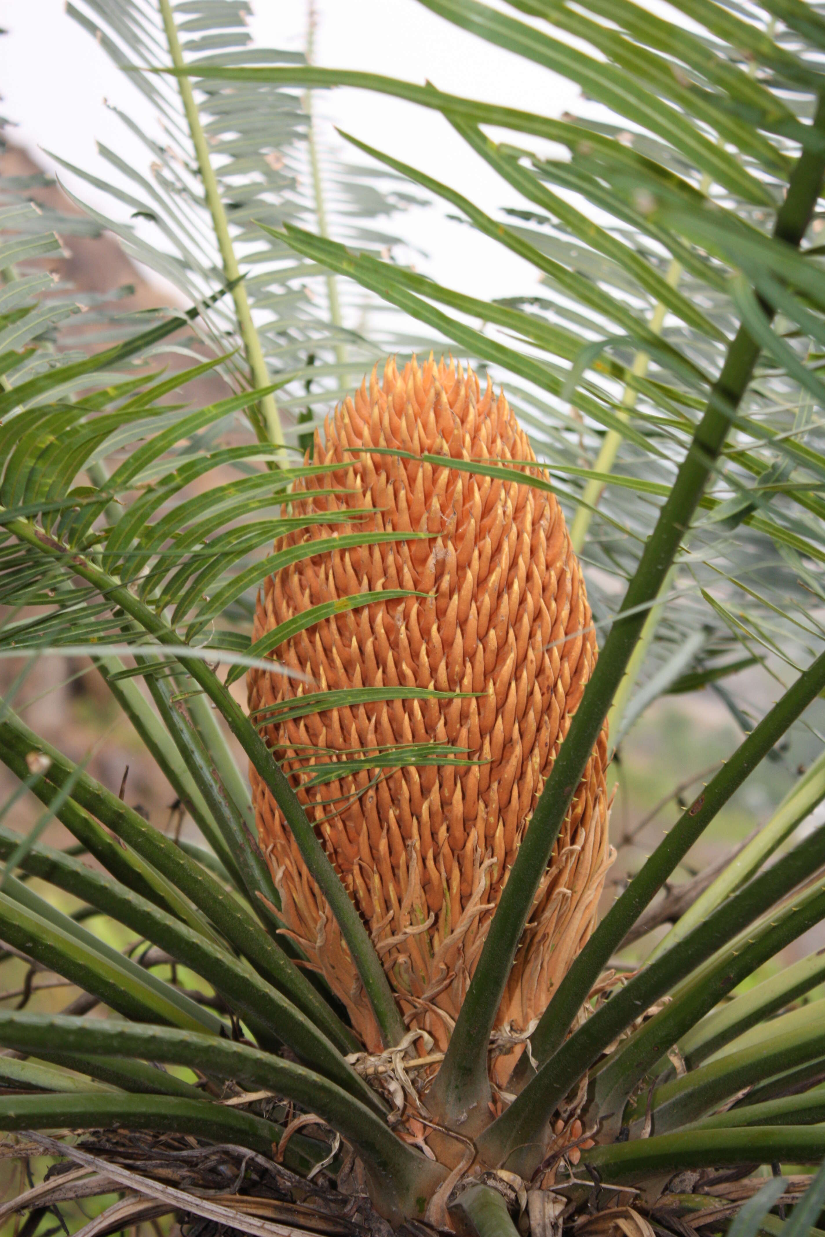 Image of Cycas nayagarhensis Rita Singh, P. Radha & Khuraijam