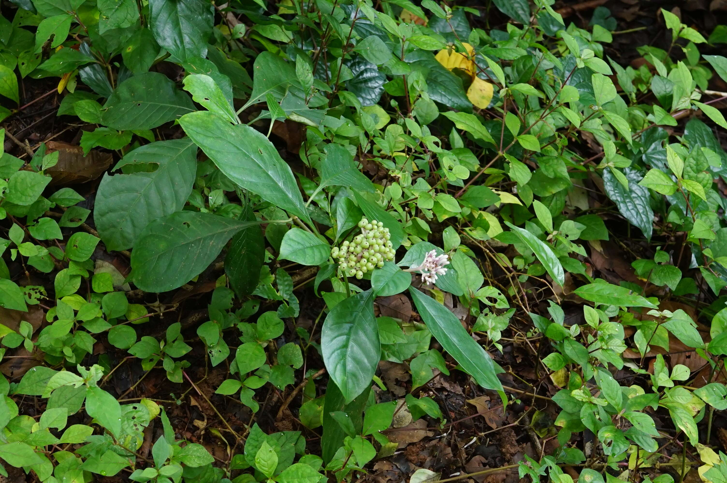 Imagem de Chassalia curviflora (Wall.) Thwaites