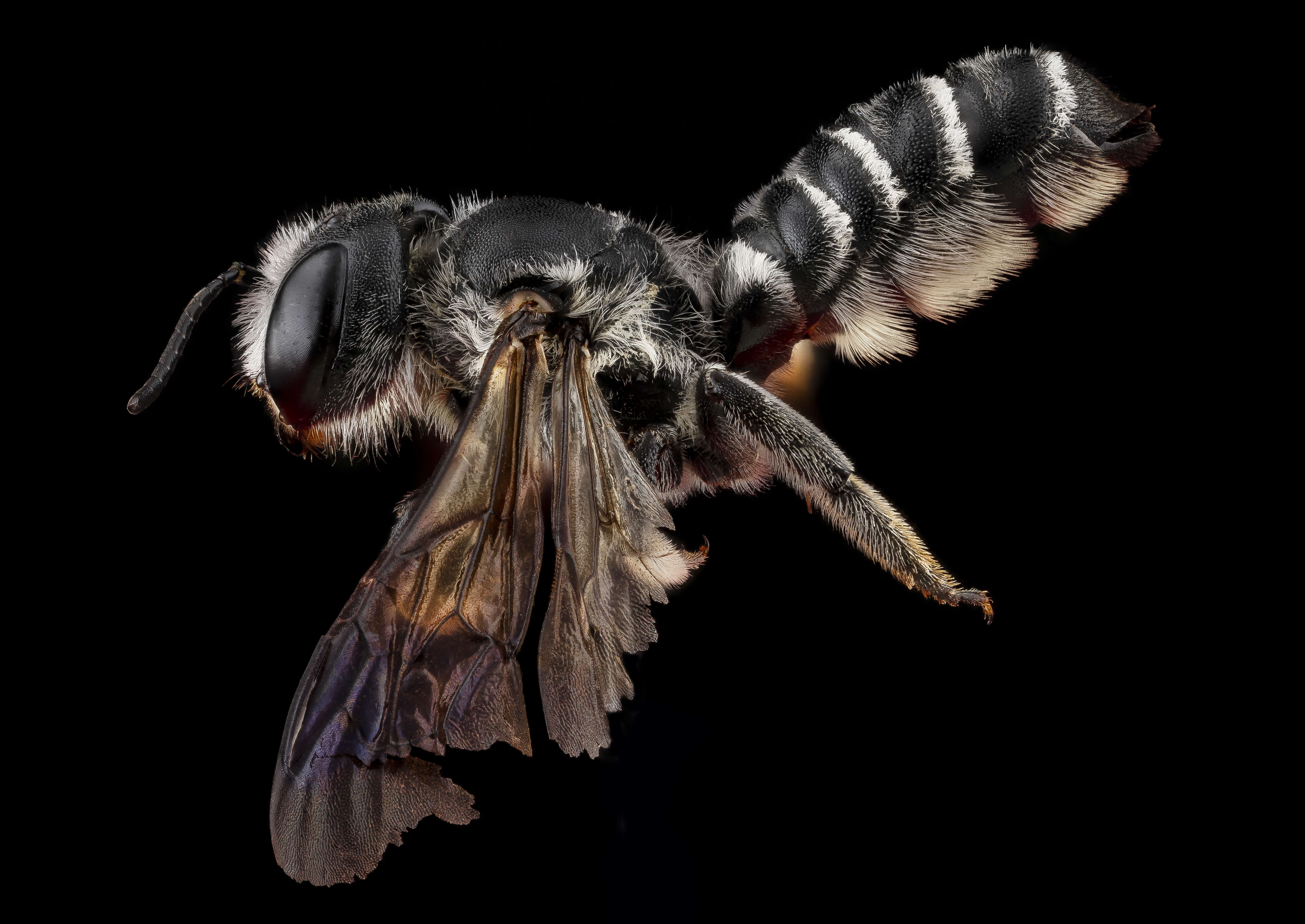 Image of Megachile frugalis Cresson 1872