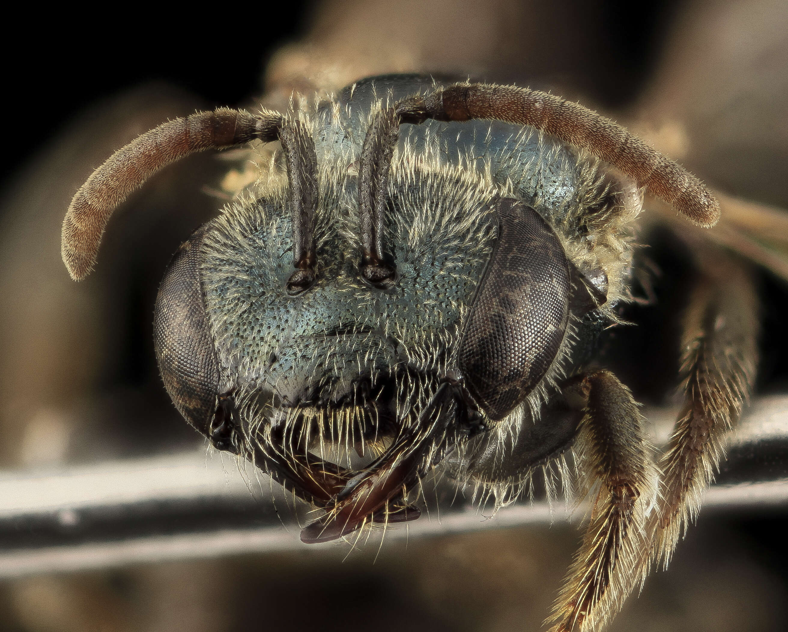 Plancia ëd Lasioglossum michiganense (Mitchell 1960)