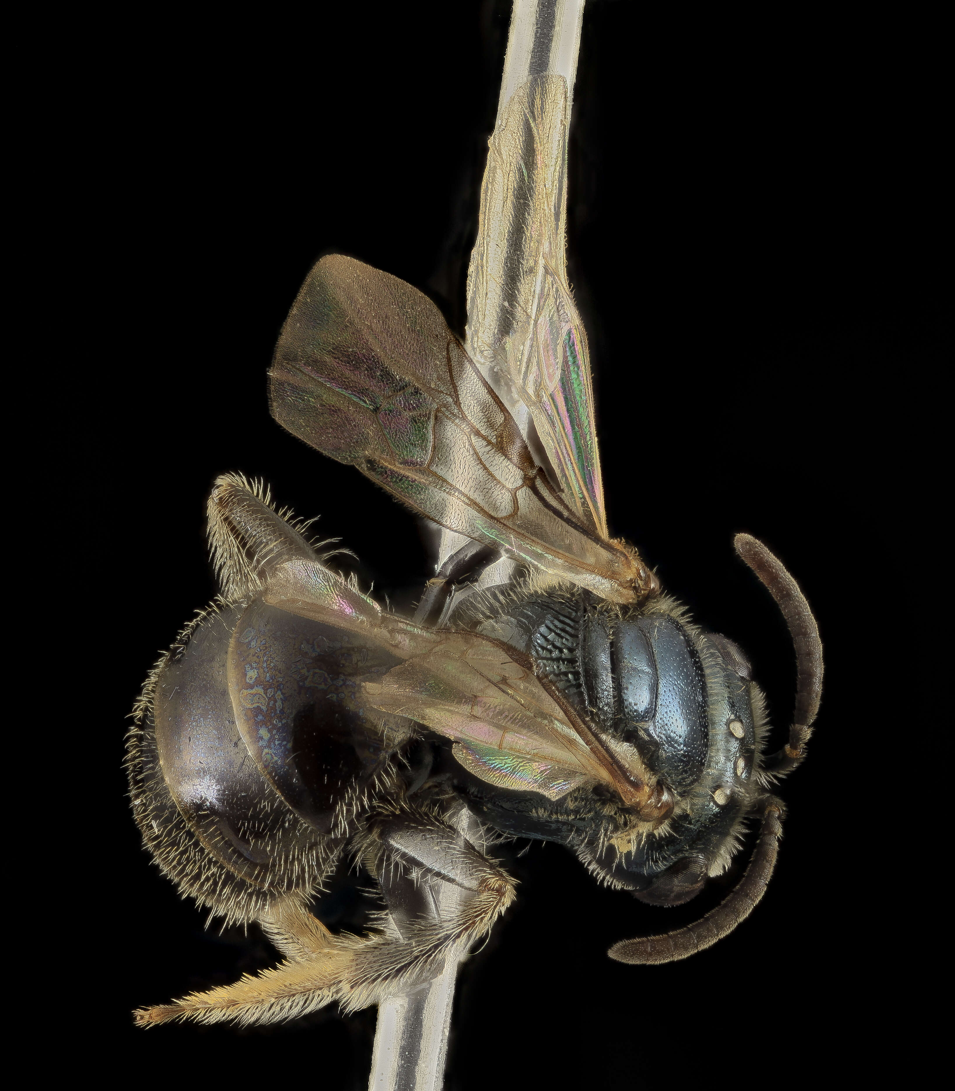 Plancia ëd Lasioglossum michiganense (Mitchell 1960)