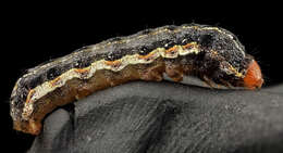 Image of Southern Armyworm Moth