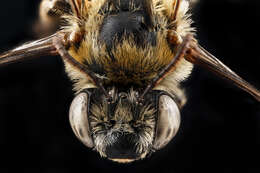 Image of Common Long-horned Bee