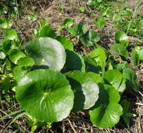 Image of whorled marshpennywort