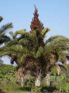 Image of Giant Palm