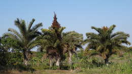 Image of Giant Palm