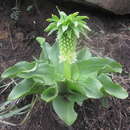 Imagem de Eucomis zambesiaca Baker