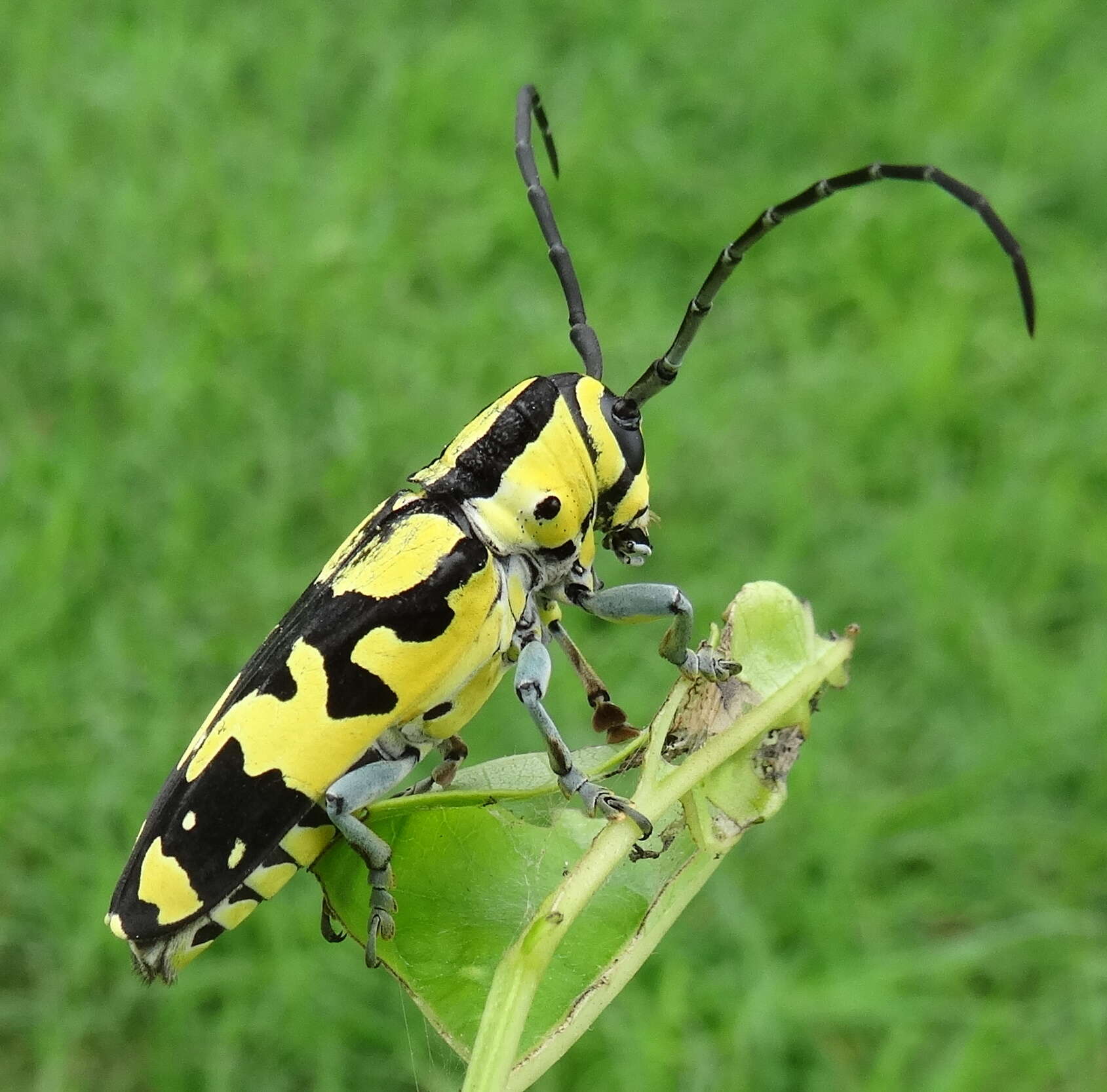 Image of Tragocephala variegata Bertoloni 1845