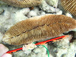 Image of slipper coral