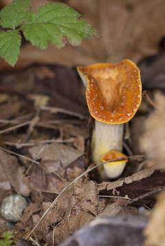 Imagem de Turbinellus floccosus (Schwein.) Earle ex Giachini & Castellano 2011