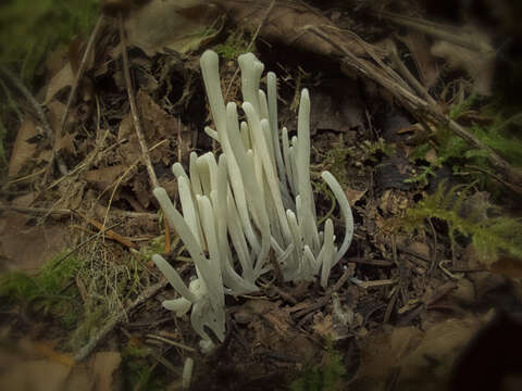 Image of Fairy fingers