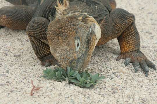 Image of Galapagos Land Iguana