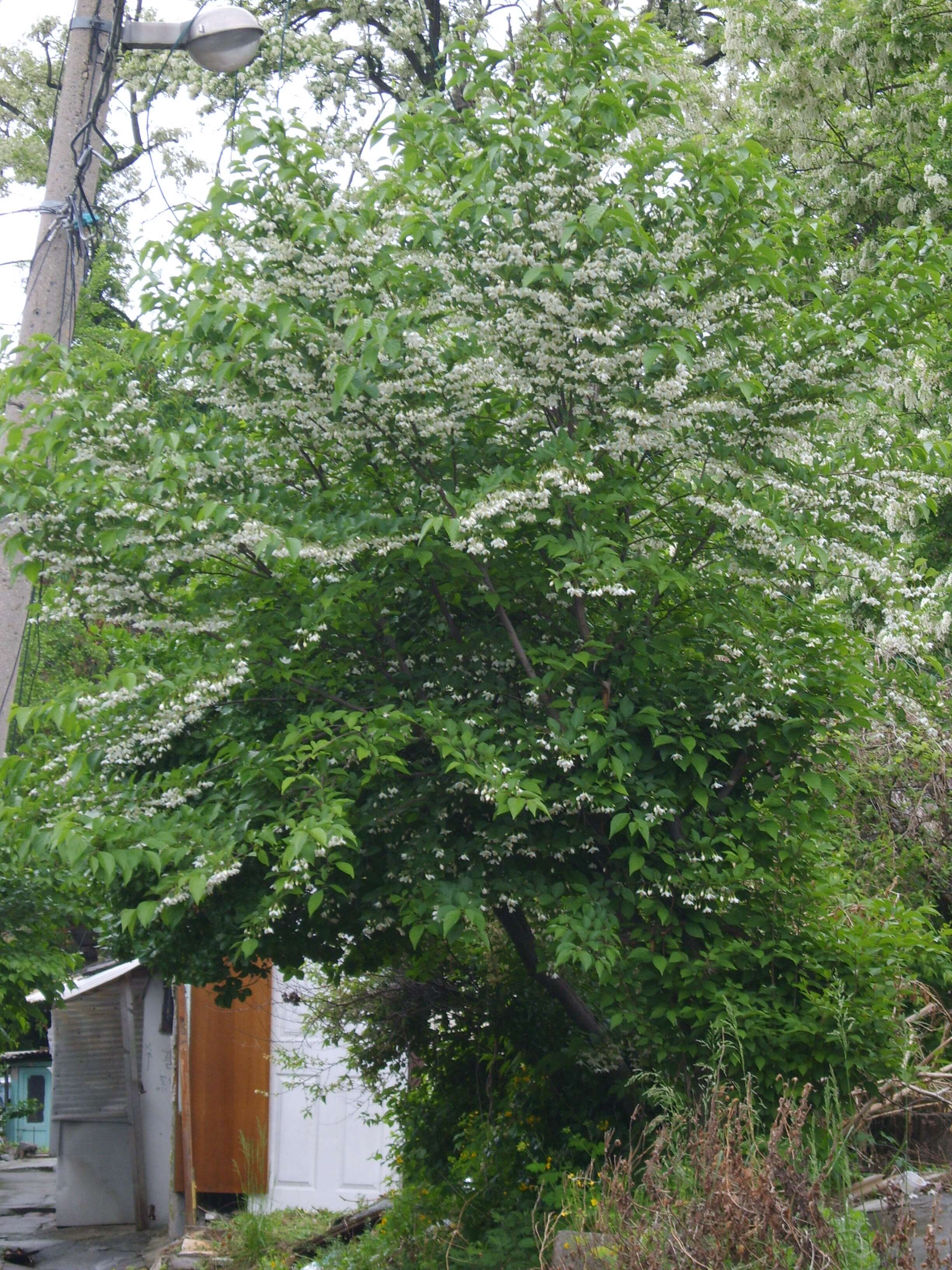 Image of Japanese snowbell