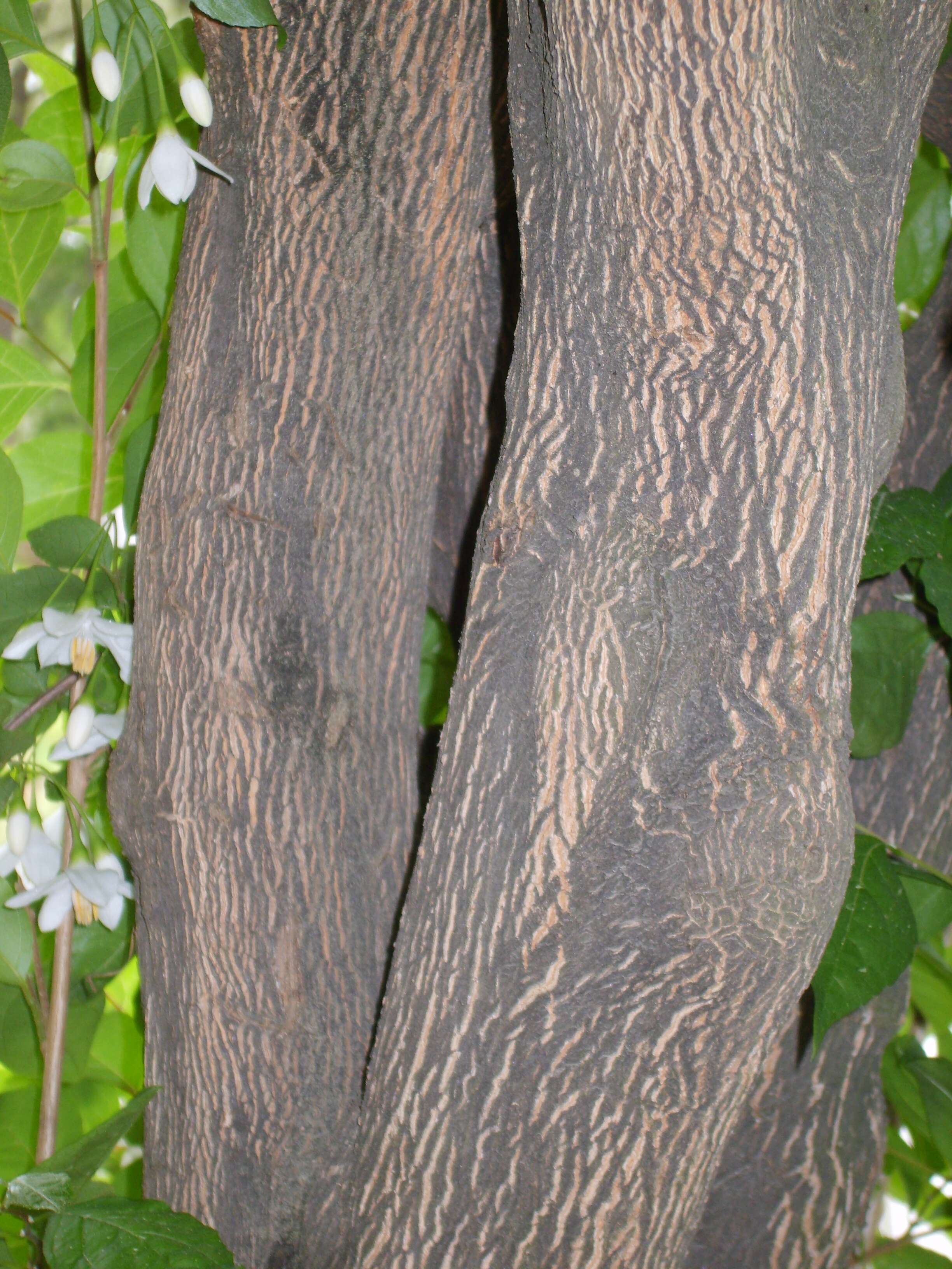 Image of Japanese snowbell