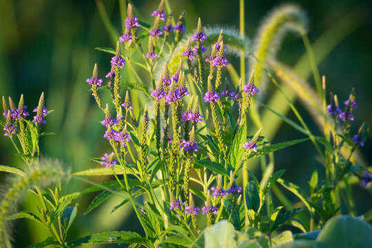 Image of swamp verbena