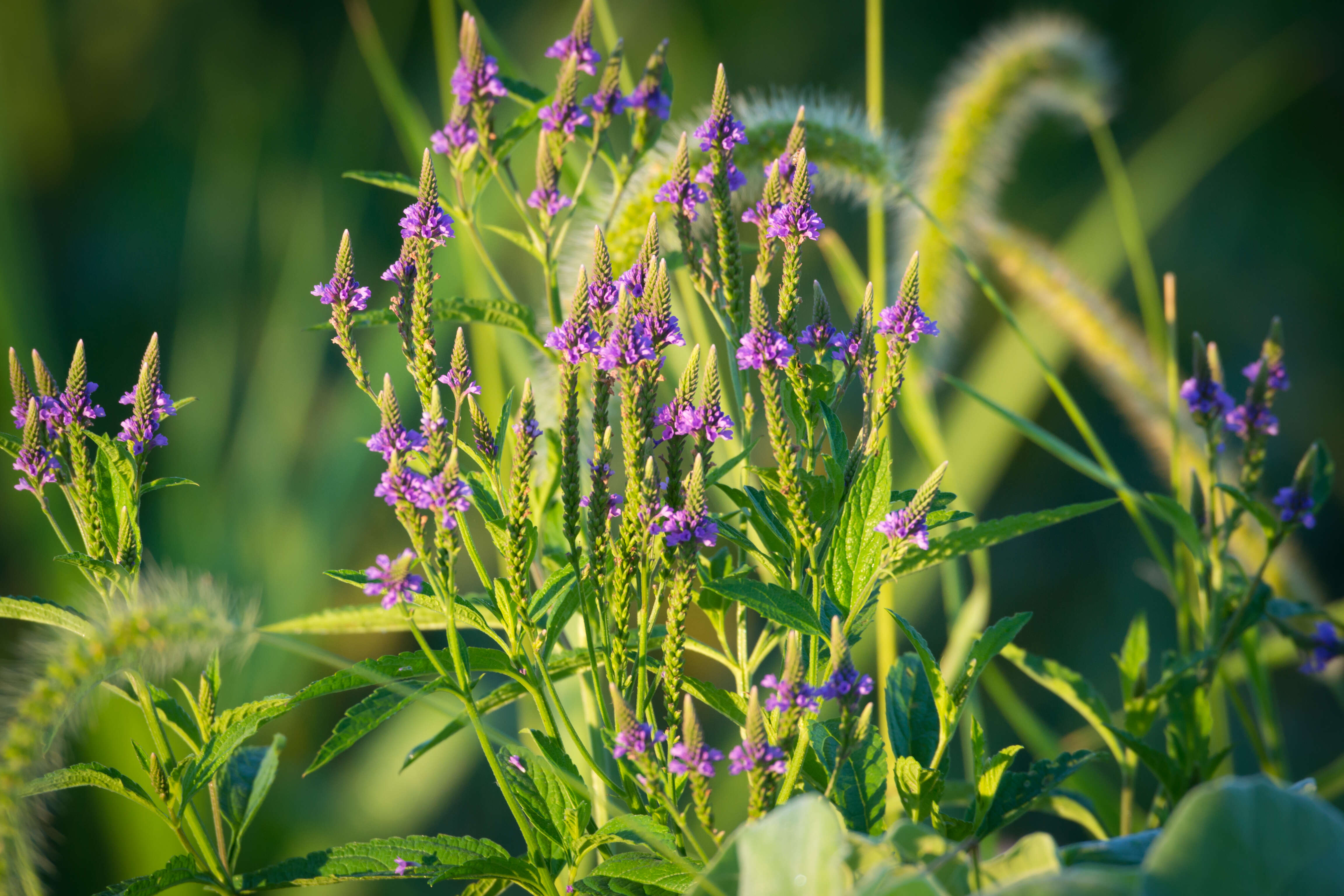 Image of swamp verbena