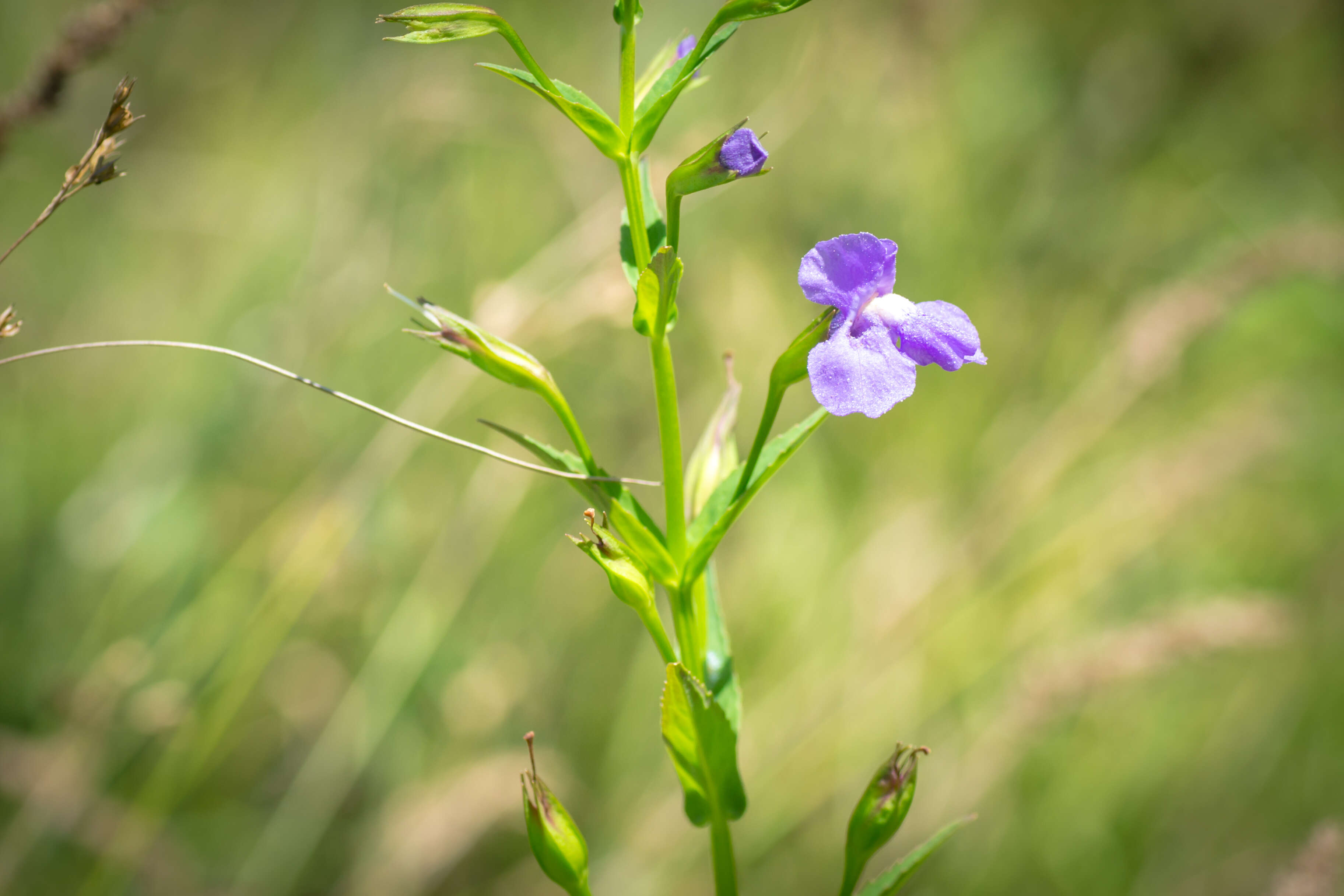 Image of Allegheny monkeyflower