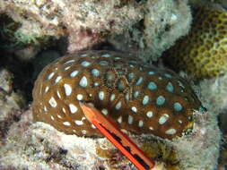 Image of Hard coral