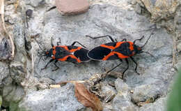 Image of Common milkweed bug