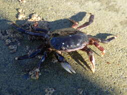 Image of Hemigrapsus sexdentatus