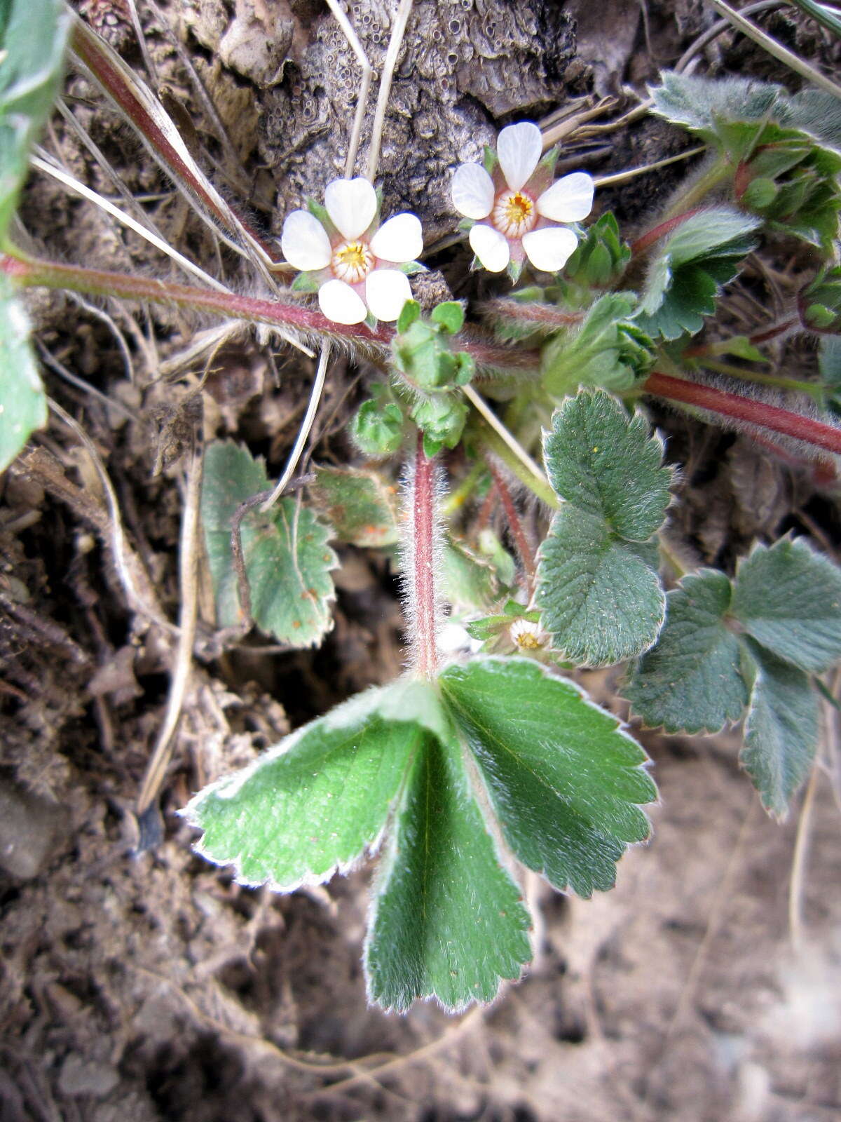 Image of pink barren strawberry