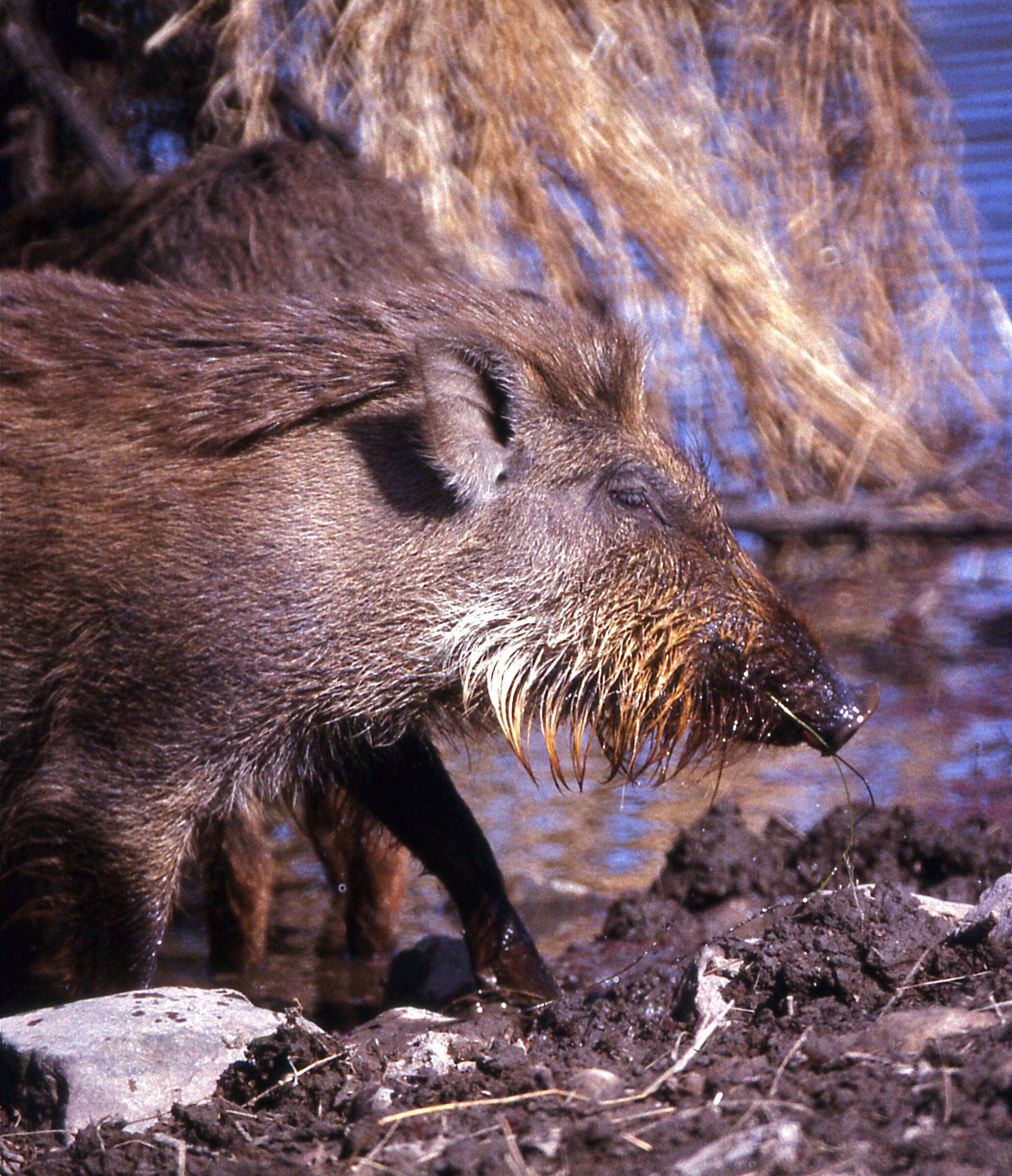 Image of Indian boar
