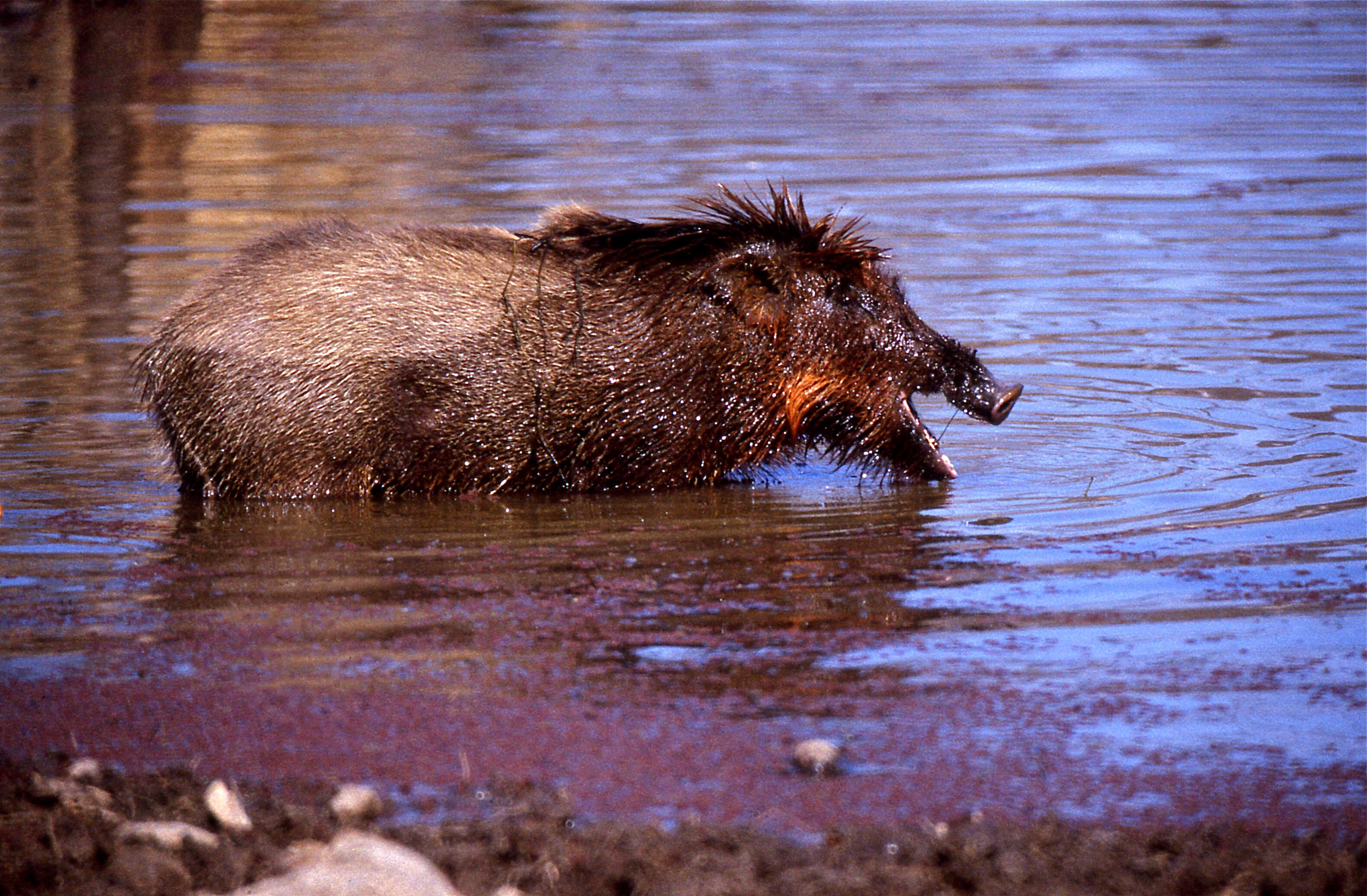 Imagem de Sus scrofa cristatus Wagner 1839