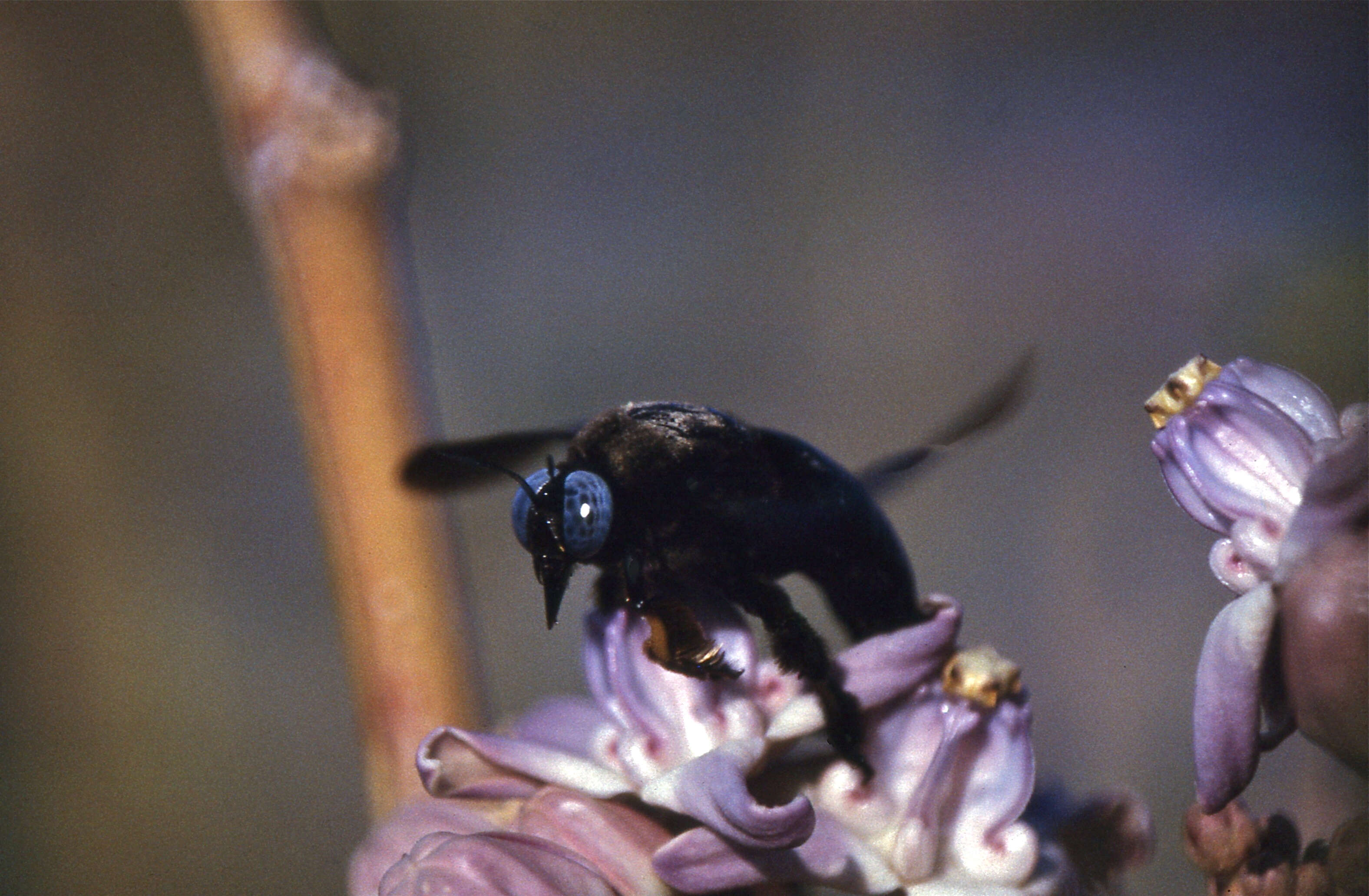 Image of Xylocopa latipes (Drury 1773)