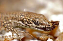 Image of Columbretes Wall Lizard