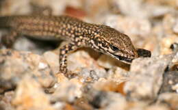 Image of Columbretes Wall Lizard