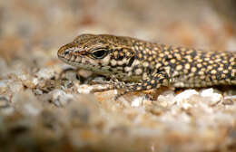 Image of Columbretes Wall Lizard