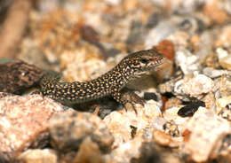 Image of Columbretes Wall Lizard