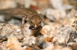 Image of Columbretes Wall Lizard