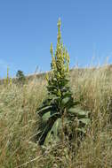 Image of Great Mullein