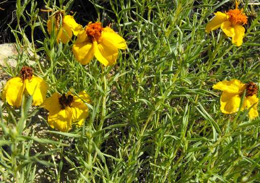 Image of Rocky Mountain zinnia