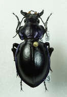 Слика од Calosoma glasunovi