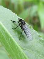 Image of Balloon Flies