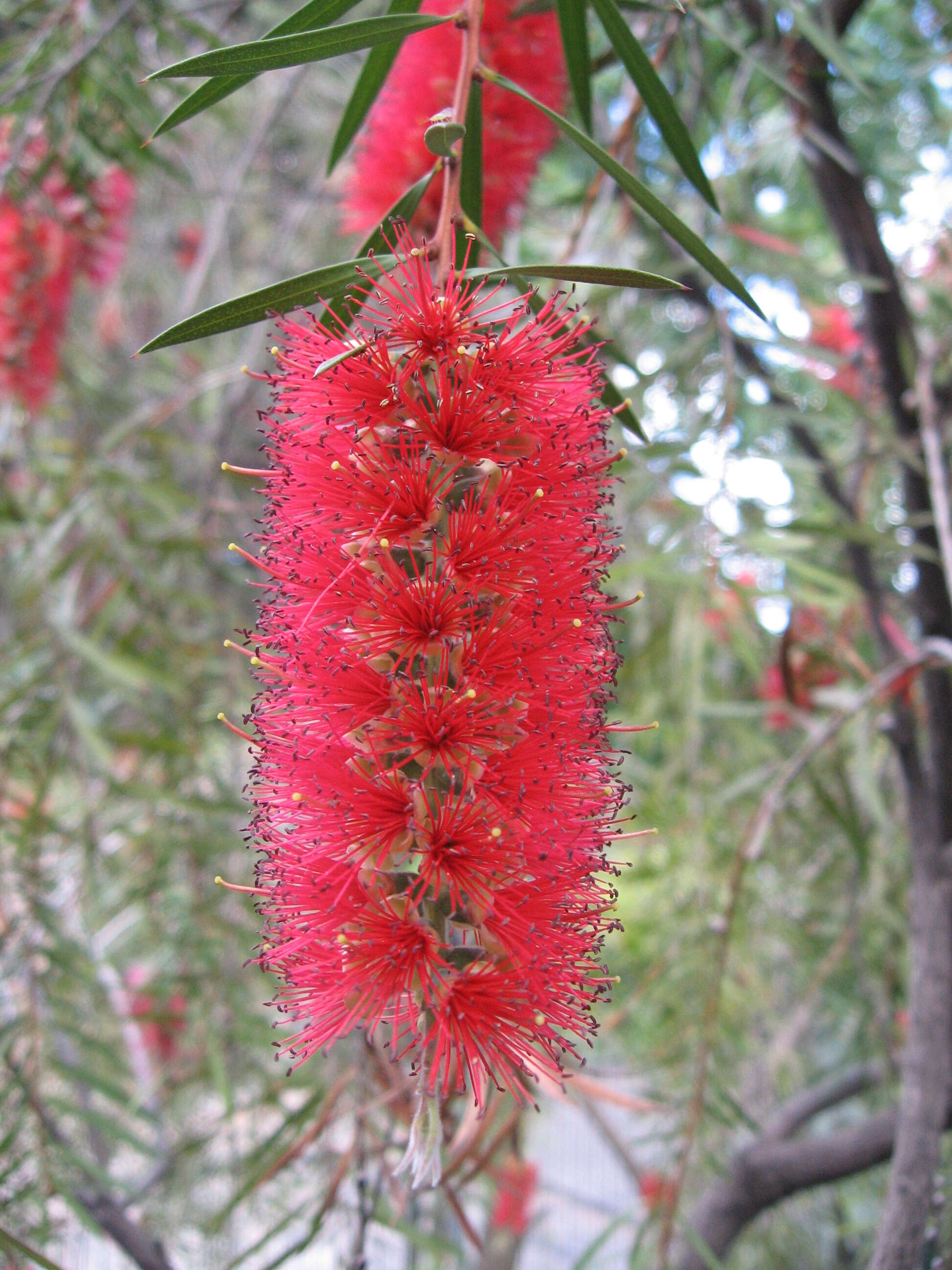 صورة Callistemon pungens P. F. Lumley & R. D. Spencer