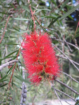 صورة Callistemon pungens P. F. Lumley & R. D. Spencer