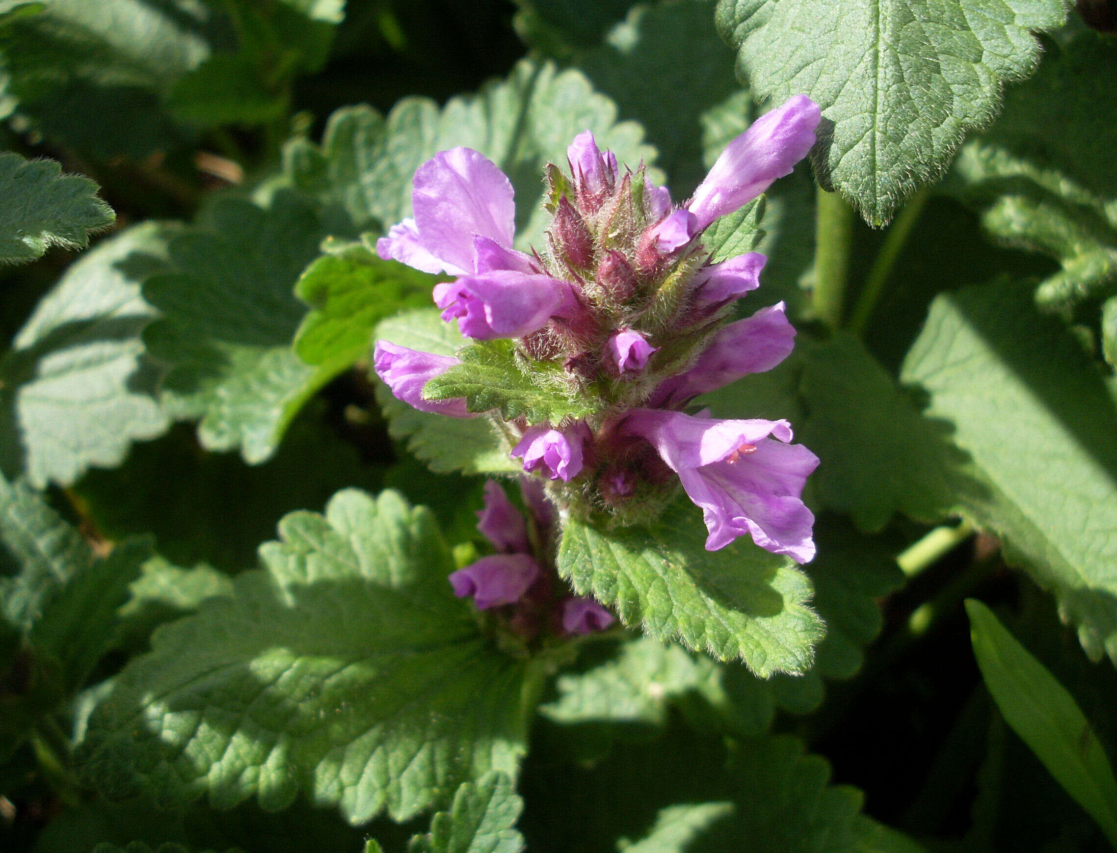 Image de Betonica macrantha K. Koch