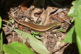 Imagem de Eutropis carinata (Schneider 1801)