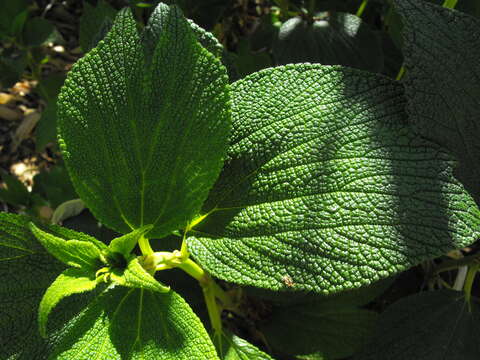 Imagem de Debregeasia longifolia (Burm. fil.) Wedd.