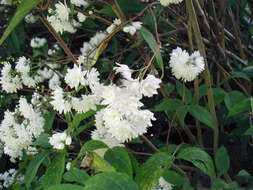 Image of fuzzy pride-of-Rochester