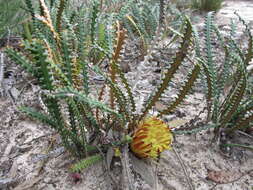 Image of Banksia obtusa (R. Br.) A. R. Mast & K. R. Thiele