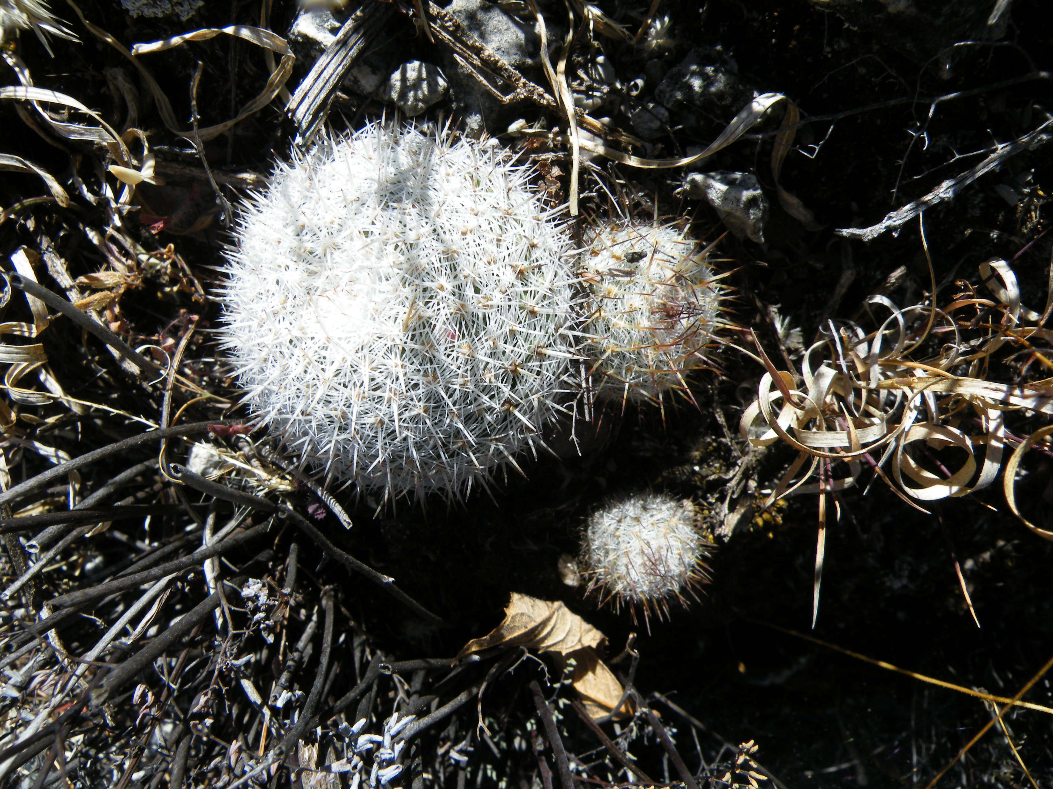 Image of Mammillaria haageana Pfeiff.