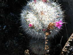 Image of Mammillaria haageana Pfeiff.
