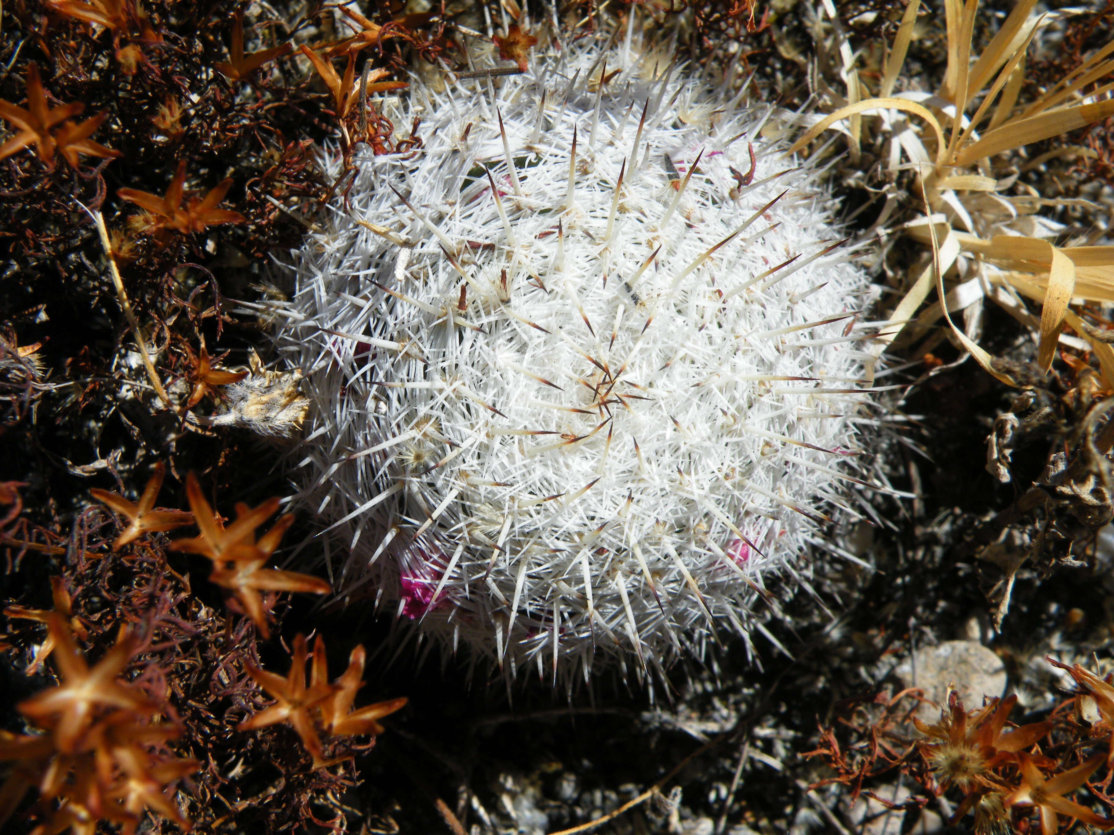 Image of Mammillaria haageana Pfeiff.