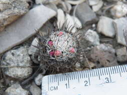 Image of Mammillaria haageana Pfeiff.