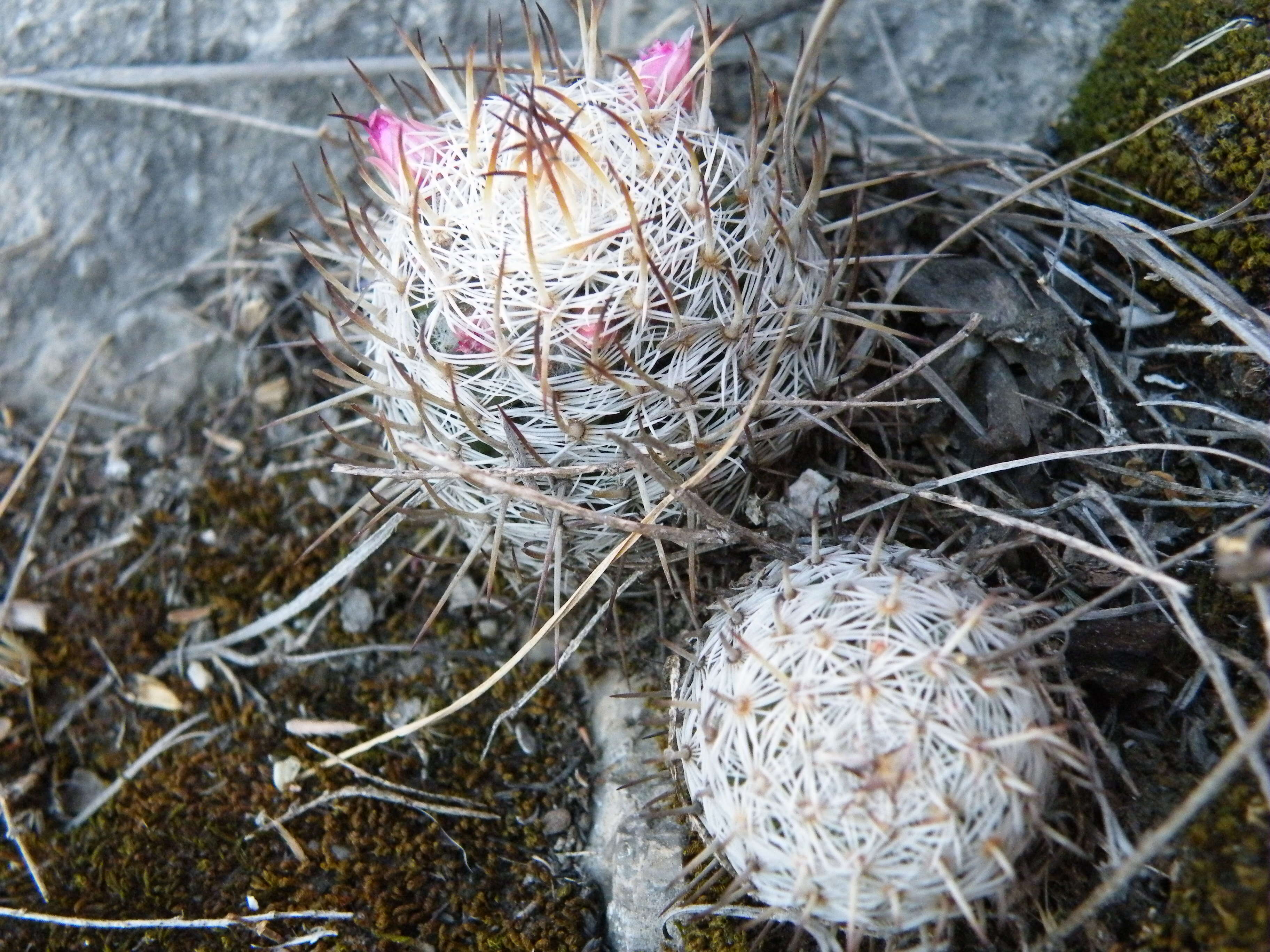 Image of Mammillaria haageana Pfeiff.