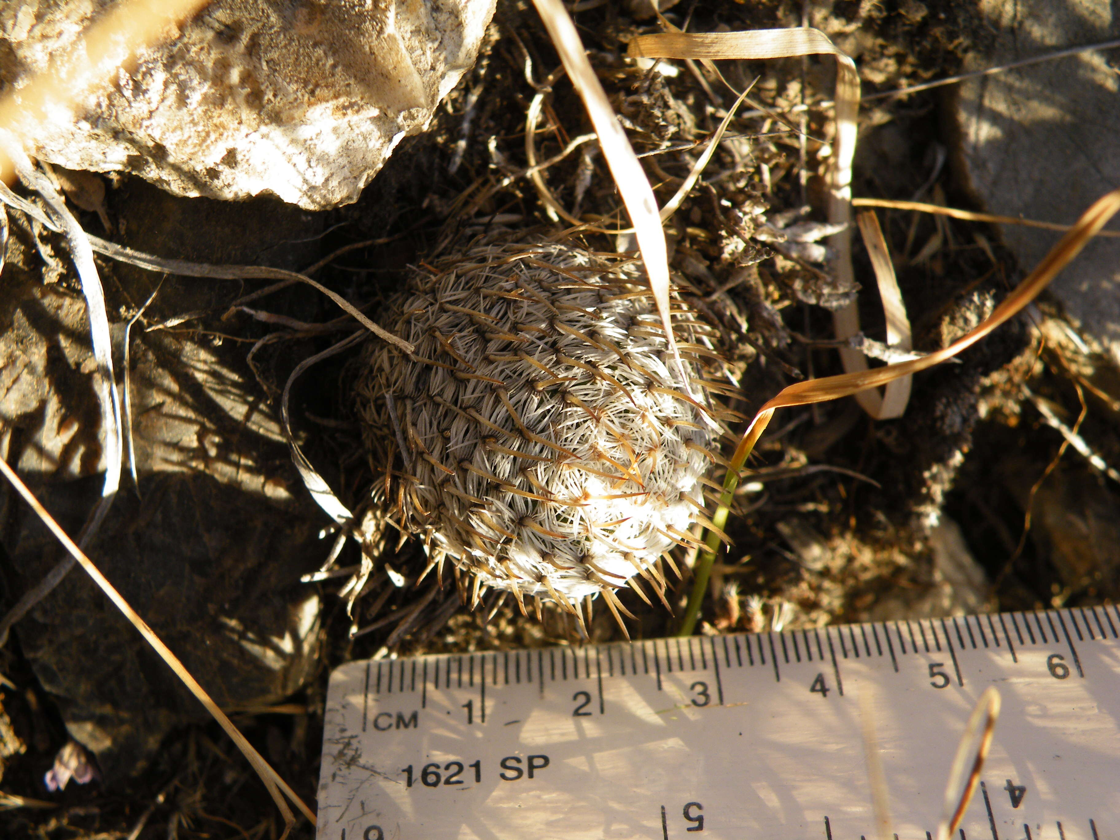 Image of Mammillaria haageana Pfeiff.